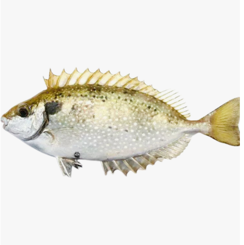 Rabbit Fish Approx