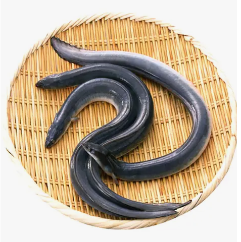 Swamp Eel Approx